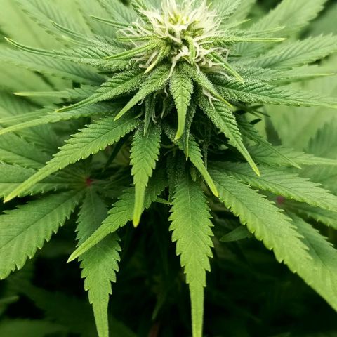 Bubblegum #3 growlog timeline photo