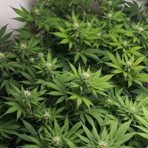 Bubblegum #3 growlog timeline photo