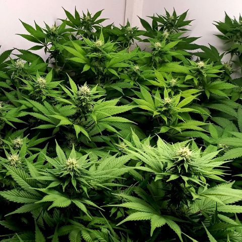 Bubblegum #3 growlog timeline photo