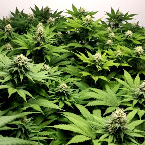 Bubblegum #3 growlog timeline photo