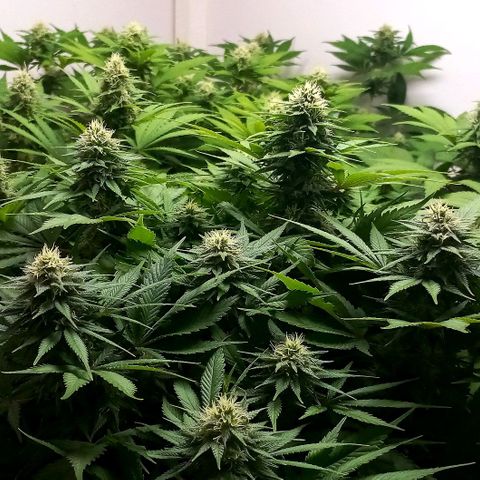 Bubblegum #3 growlog timeline photo