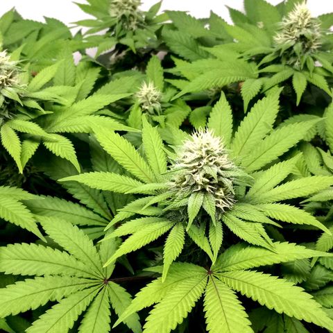 Bubblegum #3 growlog timeline photo