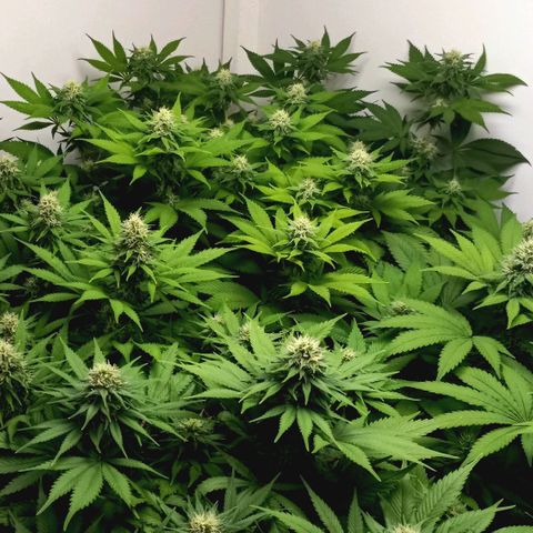Bubblegum #3 growlog timeline photo