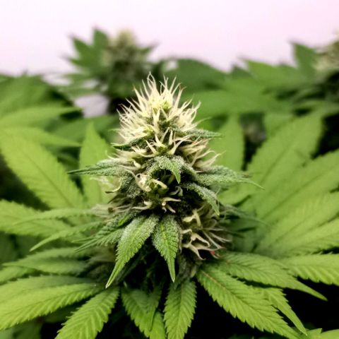 Bubblegum #3 growlog timeline photo