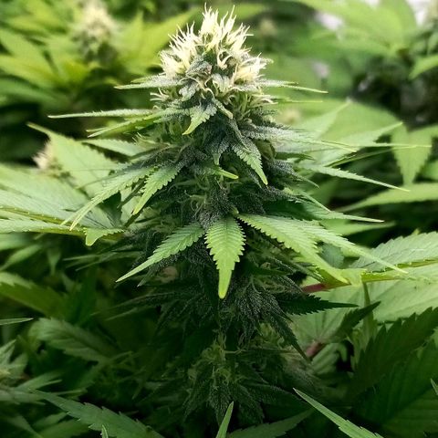 Bubblegum #3 growlog timeline photo