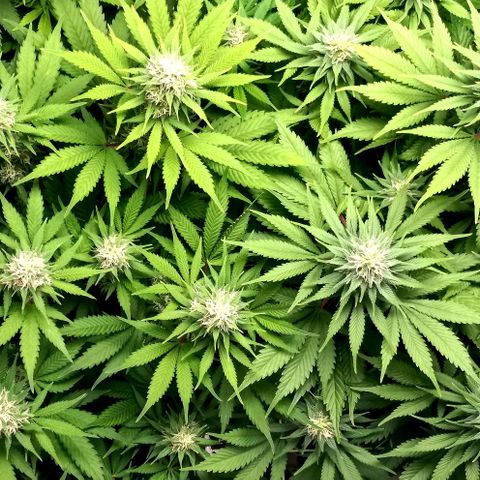 Bubblegum #3 growlog timeline photo