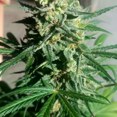 Jack Herer Auto growlog timeline photo