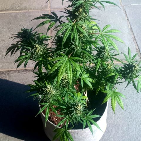 Jack Herer Auto growlog timeline photo