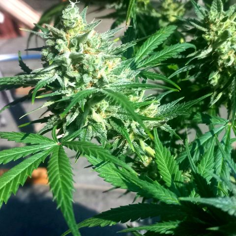 Jack Herer Auto growlog timeline photo