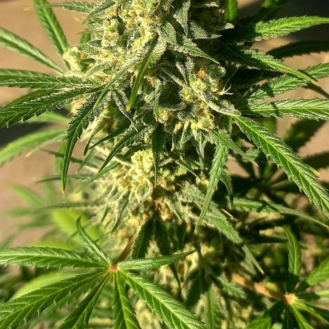 Jack Herer Auto growlog timeline photo