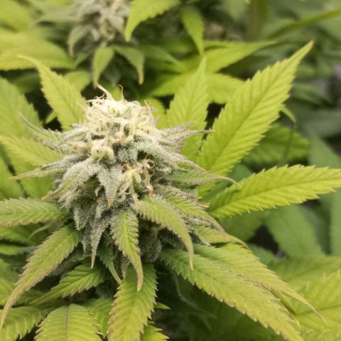 Bubblegum #3 growlog timeline photo