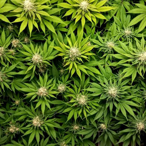 Bubblegum #3 growlog timeline photo