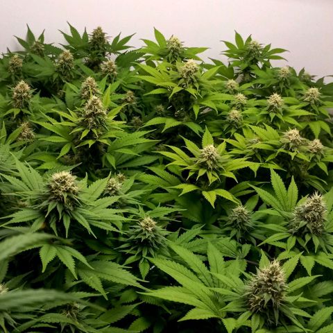 Bubblegum #3 growlog timeline photo
