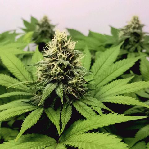 Bubblegum #3 growlog timeline photo