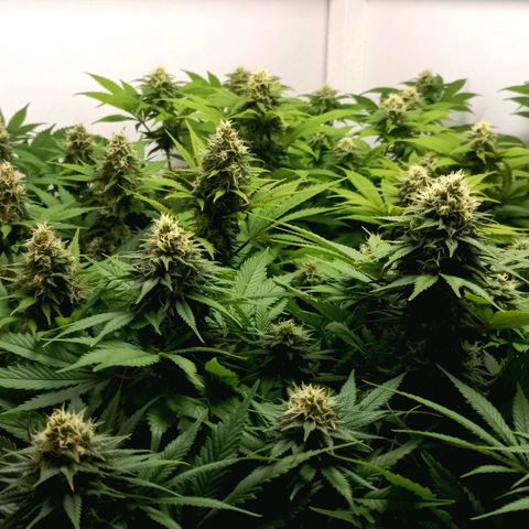 Bubblegum #3 growlog timeline photo