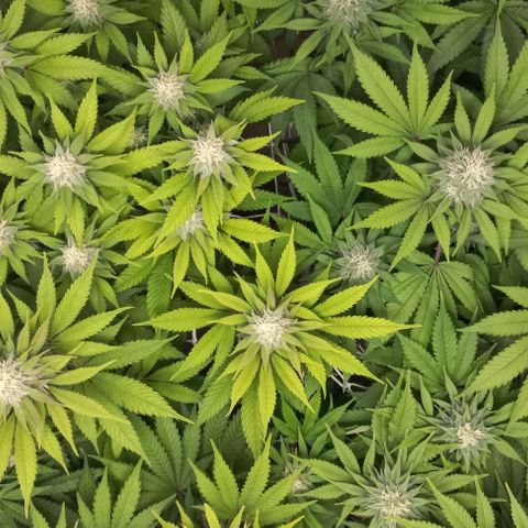 Bubblegum #3 growlog timeline photo