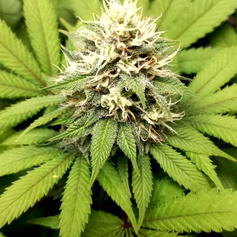 Bubblegum #3 growlog timeline photo