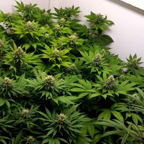 Bubblegum #3 growlog timeline photo