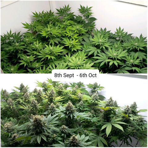 Bubblegum #3 growlog timeline photo