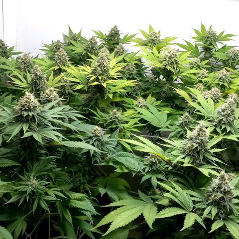 Bubblegum #3 growlog timeline photo