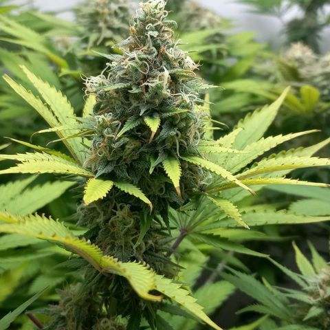 Bubblegum #3 growlog timeline photo