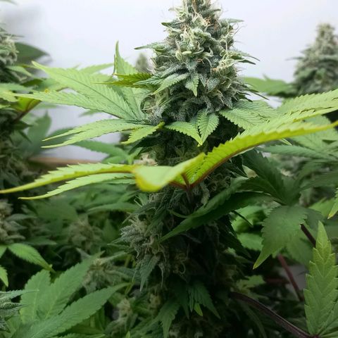 Bubblegum #3 growlog timeline photo