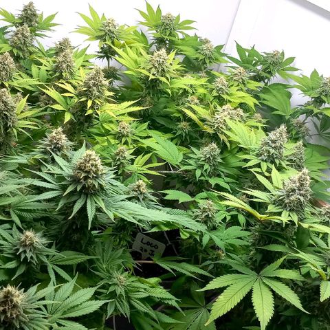 Bubblegum #3 growlog timeline photo
