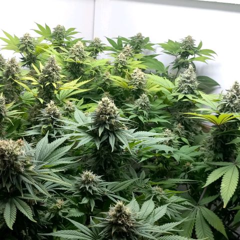Bubblegum #3 growlog timeline photo