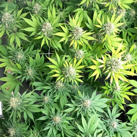 Bubblegum #3 growlog timeline photo