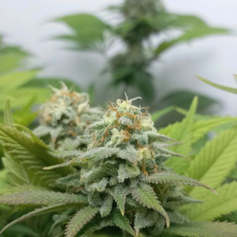 Bubblegum #3 growlog timeline photo