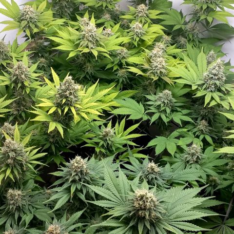 Bubblegum #3 growlog timeline photo
