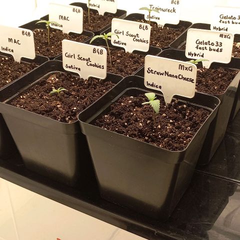 Trainwreck growlog timeline photo