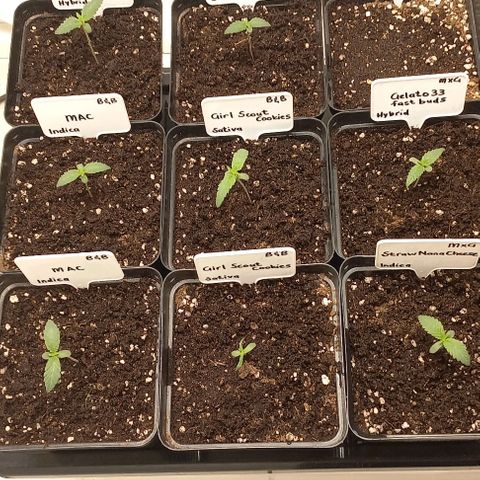 Trainwreck growlog timeline photo