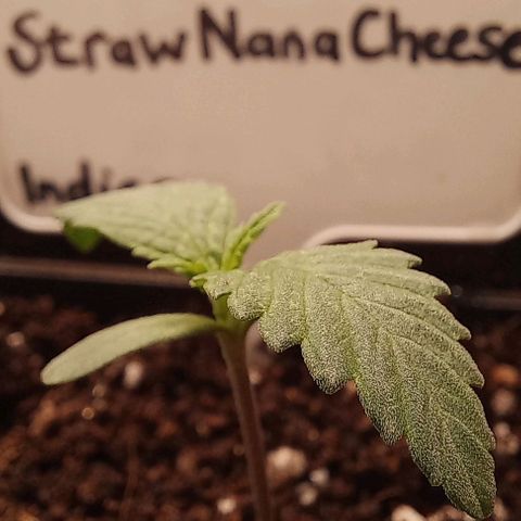 Trainwreck growlog timeline photo