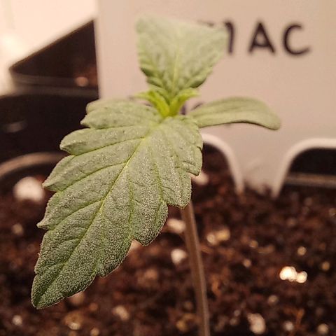 Trainwreck growlog timeline photo