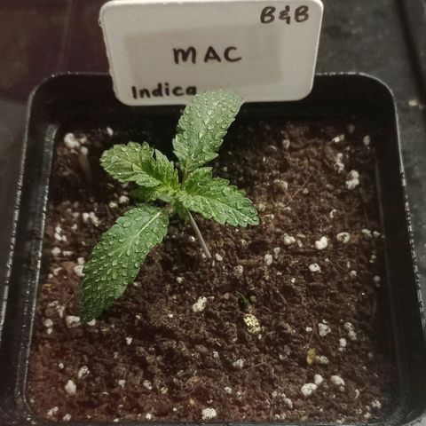 MAC growlog timeline photo