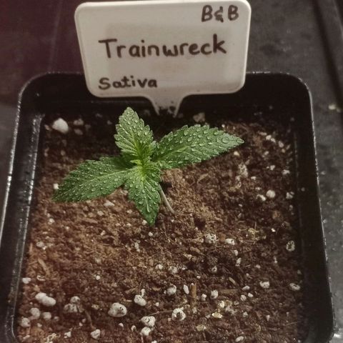 Trainwreck growlog timeline photo