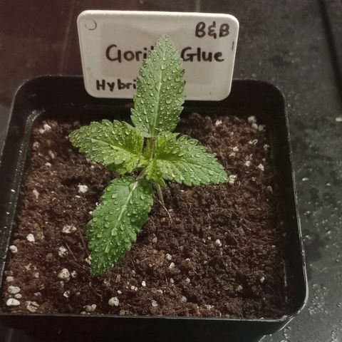 Gorilla Glue growlog timeline photo