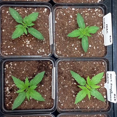 Trainwreck growlog timeline photo