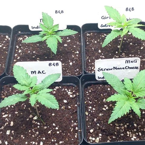 Trainwreck growlog photo: Have noticed some light veining on the leaves, almost like stretch marks. Will keep an eye. 