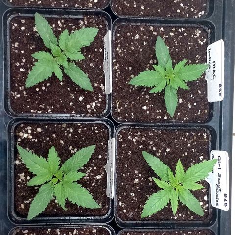 Trainwreck growlog photo: Have noticed some light veining on the leaves, almost like stretch marks. Will keep an eye. 