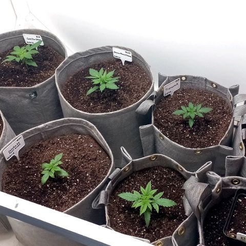 Trainwreck growlog timeline photo