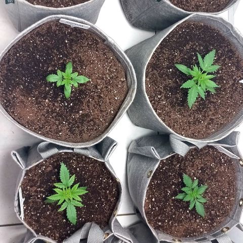 Trainwreck growlog timeline photo