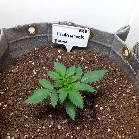 Trainwreck growlog timeline photo