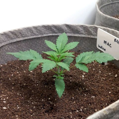 MAC growlog timeline photo
