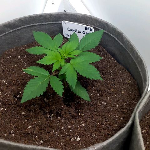 Gorilla Glue growlog timeline photo