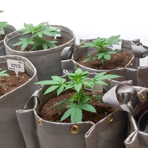 Trainwreck growlog photo: All plants looking good. Have watered at all since transplant.