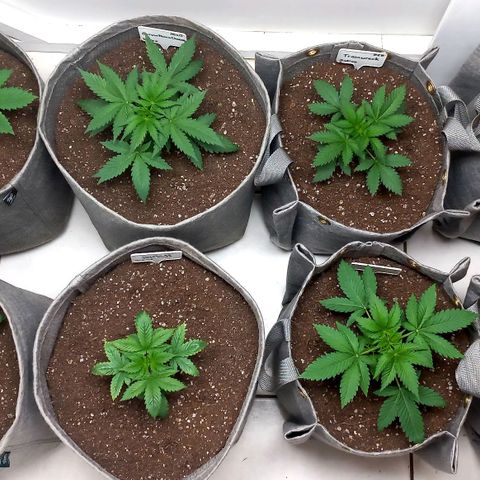 Trainwreck growlog photo: All plants looking good. Have watered at all since transplant.
