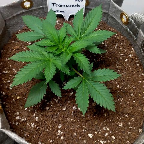 Trainwreck growlog photo: Looking healthy... 