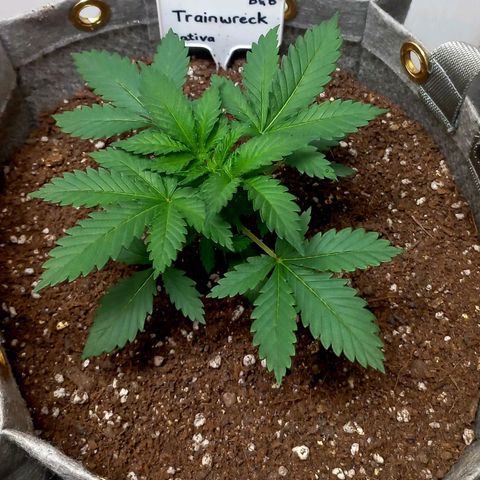 Trainwreck growlog timeline photo